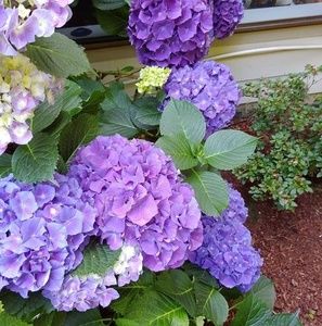 Meet your Posher, Carol